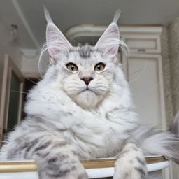 Мейн-куны Wildcatstyle