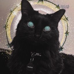 saint meow