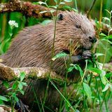 БАНДА БОБРОВ