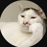 Blackkiskis канал