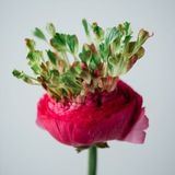 Цветочные феи Via dei Fiori