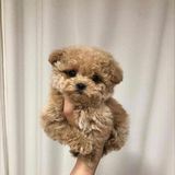 Мальтипу Москва