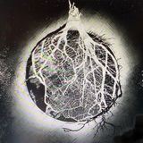 Искусственный отбор