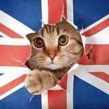 English in polls   Английский в опросах | Endlich Language