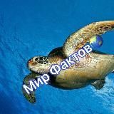 Мир Фактов