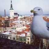Work in Estonia