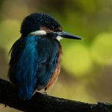 Дикий фотограф