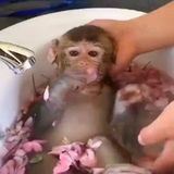 Monkey gifs