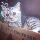 ищи лип/лид/сп/солора/араба.