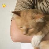 разбитые коленки