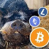 CryptoBoar 