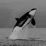 White_Killer_Whale_AT