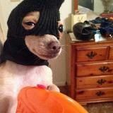 AWW Animals - Животные - Милота