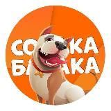 Собака бабака