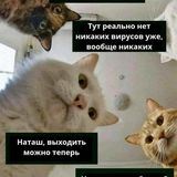 Коты Карантина