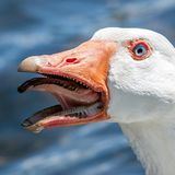 Зубастый гусь | toothy goose