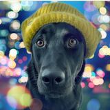 Анубисная армия 