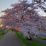 Пинкольм на японских островах