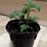 Садоводы-любители