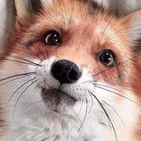 Рыжее Хвостейшество