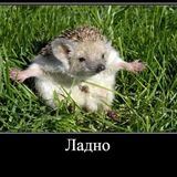 kykyshka_ky_ky "Ежишкина жизнь"