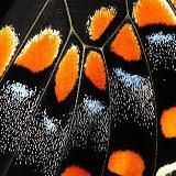 Крылышками бяк!