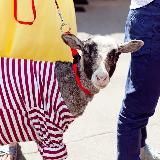 Будни московского барана