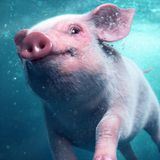 Сексшпионаж