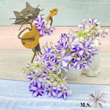 Фиалкомир. Цветы