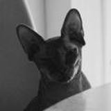 Не про котиков