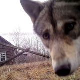 Через полюс