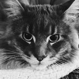 Фронтитутка