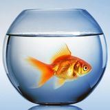 Золотая Рыбка