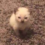 Я ебала твои принципы в принципе (с)