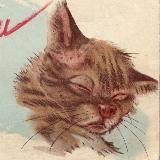 Против шерсти