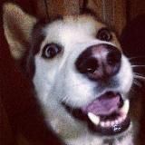 Безобидный Джек