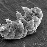 ПРОСВЕЩЁННЫЙ ПРОХОДИМЕЦ