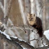 Заповедное Подлеморье