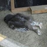 Совятня Смоллоу