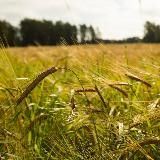 Поле зрения