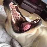 Псица развеселая