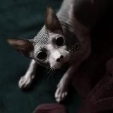 Кот-Наркот в Армении 