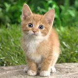 Канарёв. Партия Яблоко.