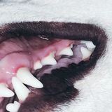 потарский, отвали