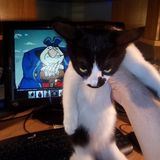 Кот Гетманского (под санкциями)