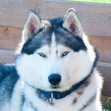 Питомник БРЭНД ХАСКИ BRAND HUSKY KENNEL щенки хаски