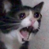 алое без веру