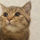 Картавый актёр