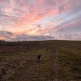 Под сурдинку