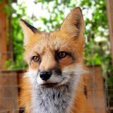 EL COUGUAR FOX